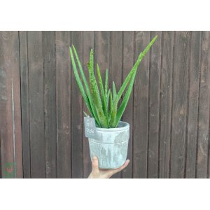 Aloe vera (Aloe vera) - výška 20-30 cm, kont. C1L - dekoračný kvetináč 